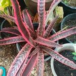 Cryptanthus zonatus ᱥᱟᱠᱟᱢ