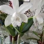 Cattleya intermedia Flower