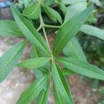 Vitex agnus-castus Blatt