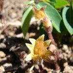 Orobanche fasciculata Flower