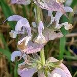 Salvia sclareaŽiedas