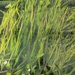 Vallisneria spiralis Likasa