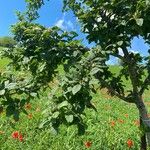 Crataegus germanica Листок