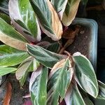 Stromanthe thalia Leaf