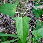 Thunbergia laevis Leaf