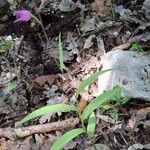 Cephalanthera rubra Celota