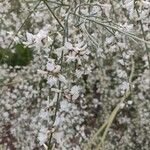 Retama raetam Fleur