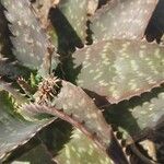 Aloe maculataFuelha