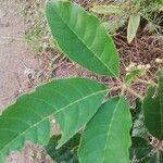 Vitex madiensis Folha