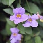 Thunbergia grandifloraBlodyn