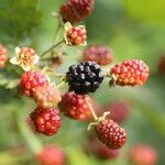 Rubus canadensis Fruit