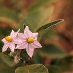 Solanum nudum Flower