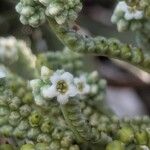 Heliotropium arboreum Blüte