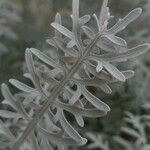 Centaurea cineraria Leaf