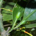 Psittacanthus rhynchanthus Fruit