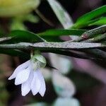 Afropectinariella gabonensis Flower