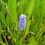 Pontederia cordata Fiore