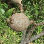 Genipa americana Fruit