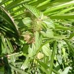 Acalypha alopecuroidea Fruit