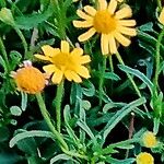 Acmella decumbens Flower