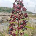 Clerodendrum indicum Fruct