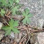 Geranium richardsonii Foglia