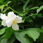 Philadelphus coronarius Flower