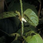 Solanum leucopogon Hábitos