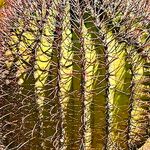 Ferocactus emoryi Fulla