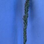 Eragrostis viscosa फूल