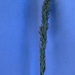 Eragrostis viscosa Flor