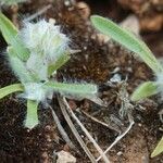 Plantago cretica Pokrój