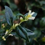 Sarcococca orientalis Květ