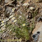 Leucanthemum monspeliense Yeri