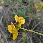 Crotalaria uguenensis Flower