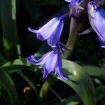 Hyacinthoides non-scripta Kwiat
