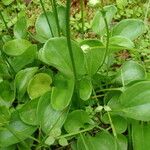 Parnassia cirrata Natur