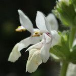 Stachys spinulosa Blodyn