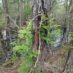 Juglans californica Fuelha