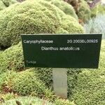 Dianthus anatolicus Hoja
