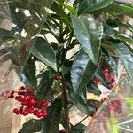 Ardisia crenata Folla