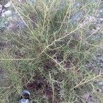 Genista scorpius Leaf