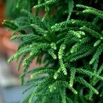 Cryptomeria japonica 葉