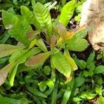 Synsepalum dulcificum Leaf