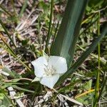 Calochortus minimus 整株植物