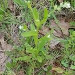 Myosotis macrosperma Leaf