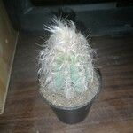 Oreocereus trollii Kabuk