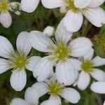 Saxifraga trifurcata Blüte