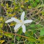 Turraea mombassana Λουλούδι