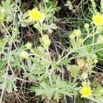 Potentilla intermedia Blad